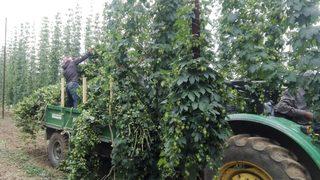 Türkiye’de sadece Pazaryeri'nde yetişen şerbetçi otunun hasadı başladı