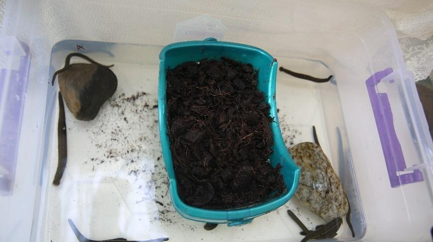 Iğdır &Uuml;niversitesinden s&uuml;l&uuml;k yetiştiriciliğine destek