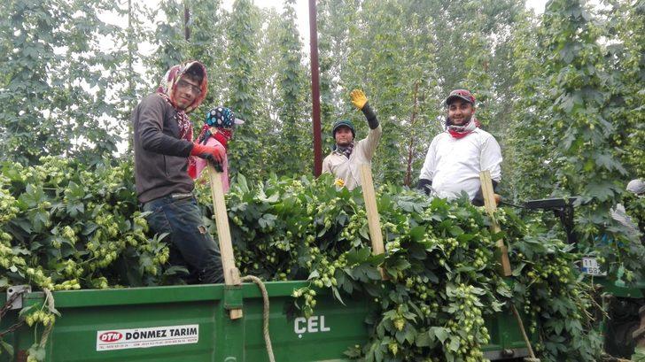 Türkiye’de sadece Pazaryeri'nde yetişen şerbetçi otunun hasadı başladı G1