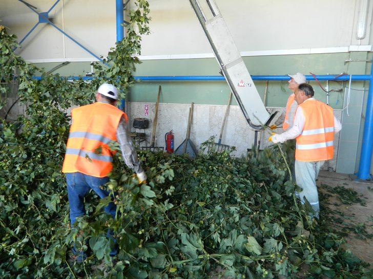 Türkiye’de sadece Pazaryeri'nde yetişen şerbetçi otunun hasadı başladı G2