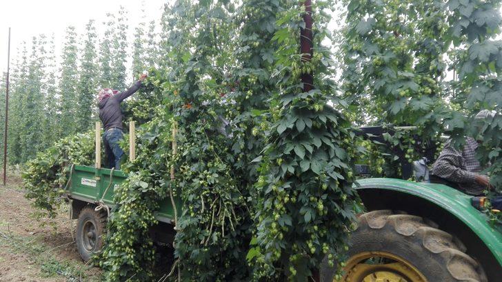 Türkiye’de sadece Pazaryeri'nde yetişen şerbetçi otunun hasadı başladı G3