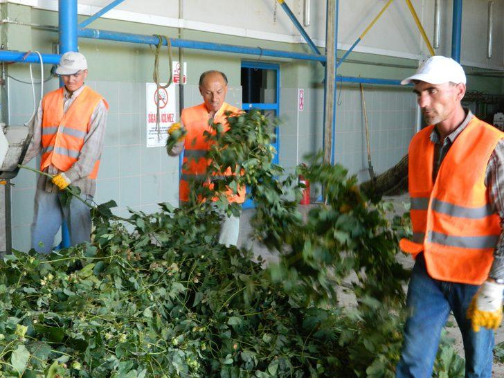 Türkiye’de sadece Pazaryeri'nde yetişen şerbetçi otunun hasadı başladı G5