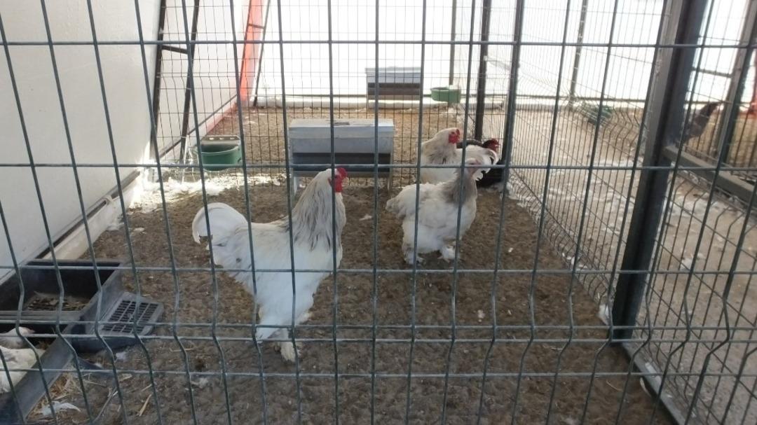 Burhaniye&rsquo;de &ccedil;ocuklar ata bindi k&uuml;mes hayvanlarını sevdi