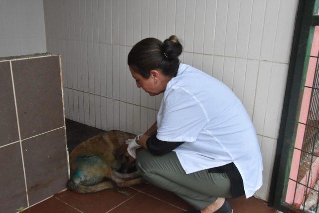 Vücuduna jiletle 'it' yazılan köpeğin tedavisi sürüyor