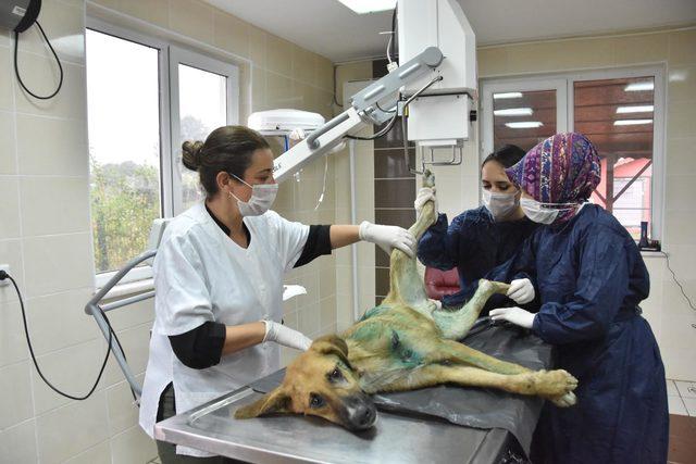 Vücuduna jiletle 'it' yazılan köpeğin tedavisi sürüyor