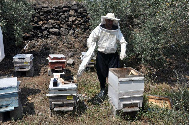 Osmaniye'de ilk kez, arı zehri sağımı yapıldı