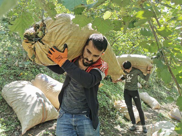 Hasadı yapılan fındığın zorlu yolculuğu