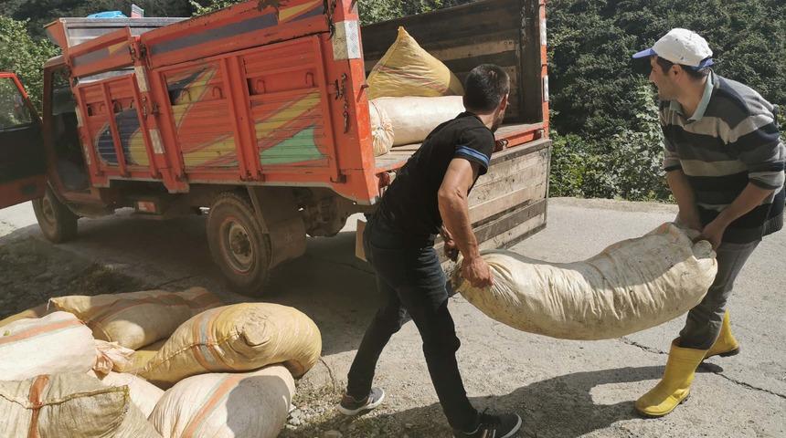 Hasadı yapılan fındığın zorlu yolculuğu