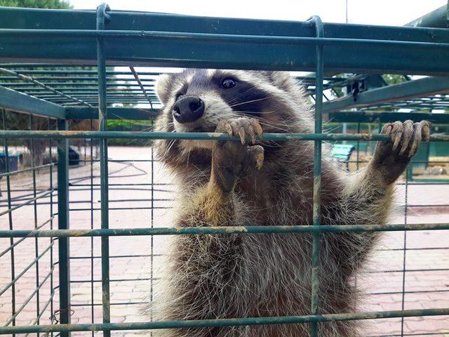 Cami lojmanının &ccedil;atısında rakun yakalandı 1