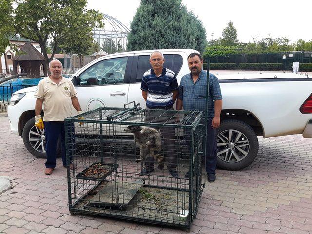 Cami lojmanının &ccedil;atısında rakun yakalandı 2