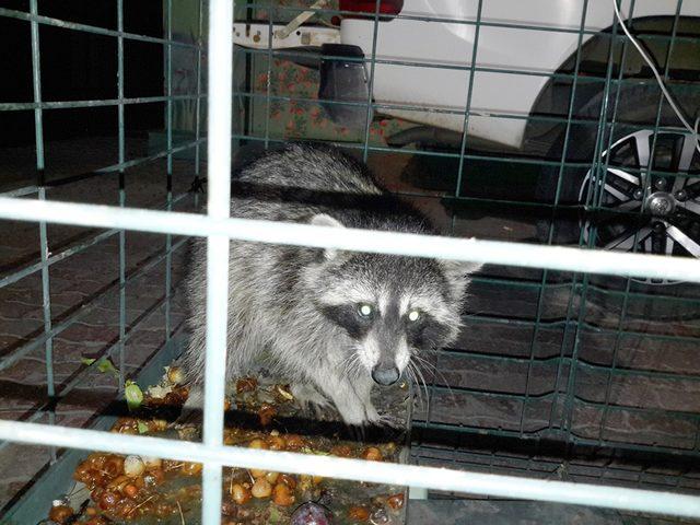 Cami lojmanının &ccedil;atısında rakun yakalandı 3