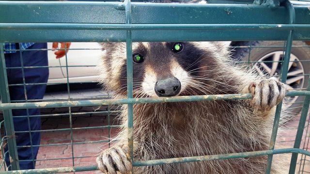Cami lojmanının çatısında rakun yakalandı