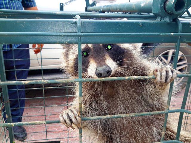 Konya’da cami lojmanının çatısına çıkan rakun yakalandı 1