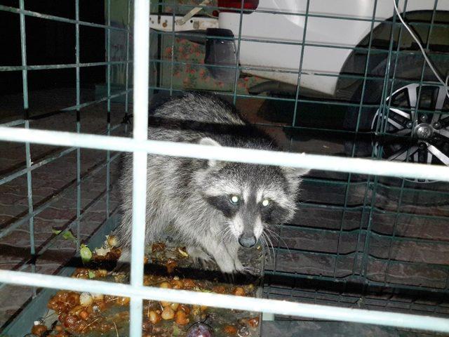 Konya’da cami lojmanının çatısına çıkan rakun yakalandı 3