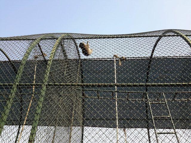 Konya’da cami lojmanının çatısına çıkan rakun yakalandı 4