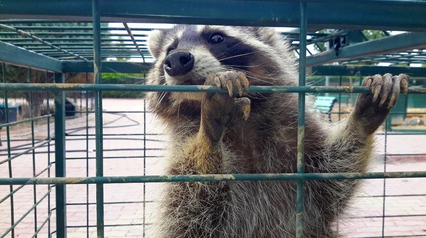 Konya&rsquo;da cami lojmanının &ccedil;atısına &ccedil;ıkan rakun yakalandı