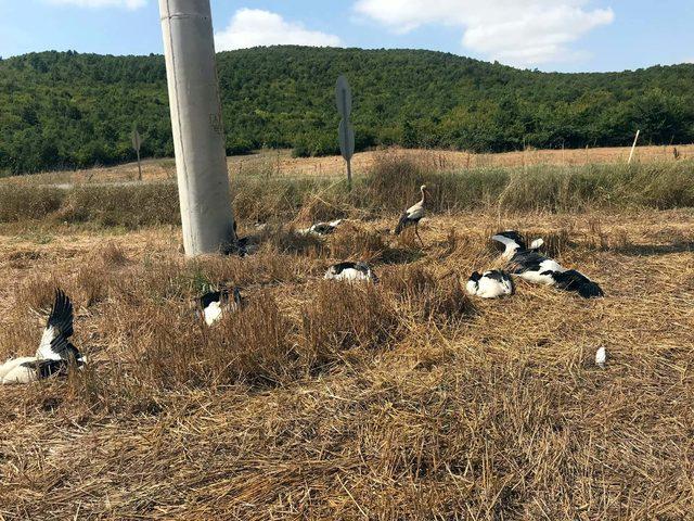 Tekirdağ'da elektrik akımına kapılan leylekler telef oldu