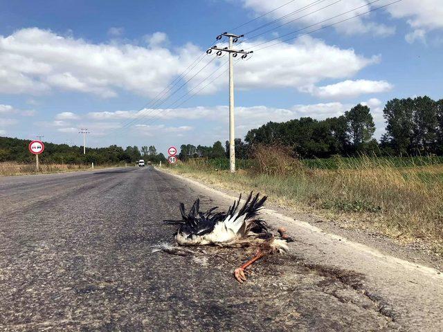 Tekirdağ'da elektrik akımına kapılan leylekler telef oldu