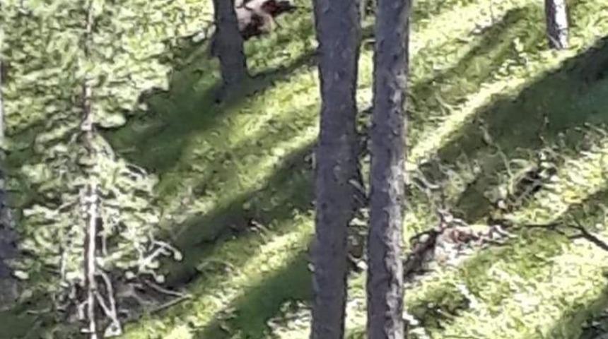 A&ccedil; kalan ayı, merada otlayan hayvanların yakınına kadar geldi