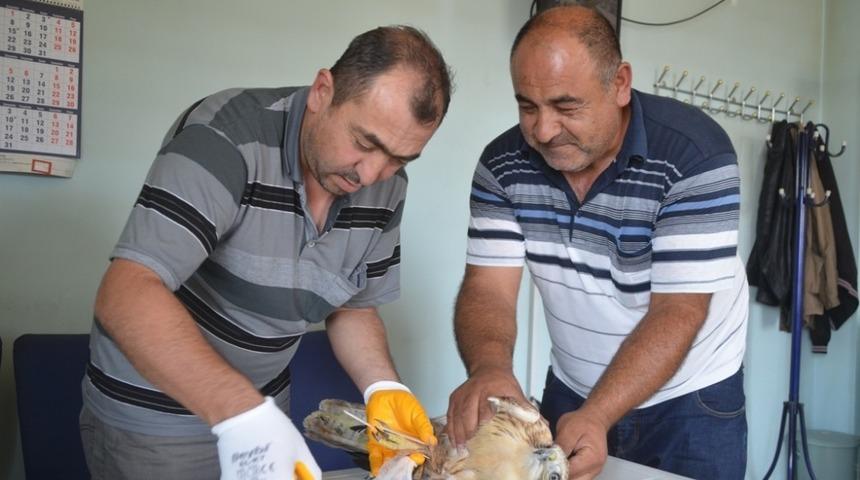 Yaralı şahine Bünyan  Belediyesi sahip çıktı