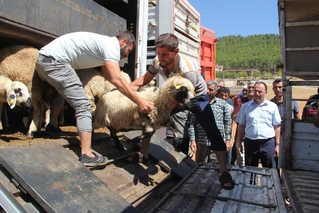 Genç çiftçilere 2 bin 142 koyun dağıtıldı