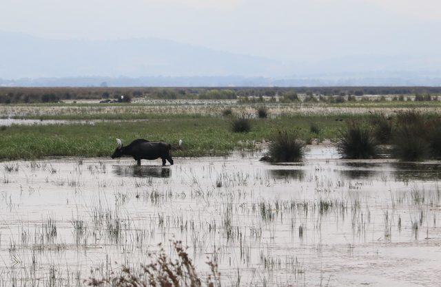 Kızılırmak Deltası UNESCO sürecine hazırlanıyor