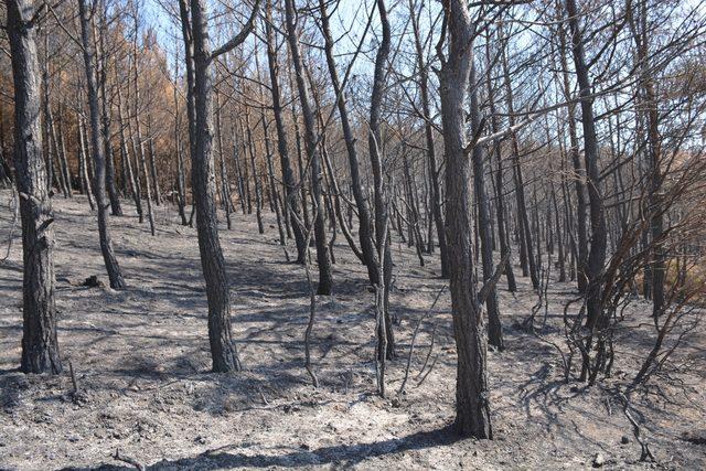 Tarihi Alan'da yanan saha ağaçlandırılacak