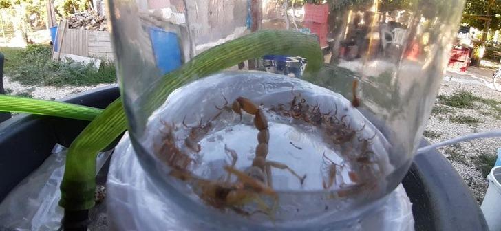 Akrep, kavanozda 37 yavru dünyaya getirdi G2