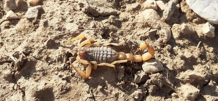 Akrep, kavanozda 37 yavru dünyaya getirdi G3
