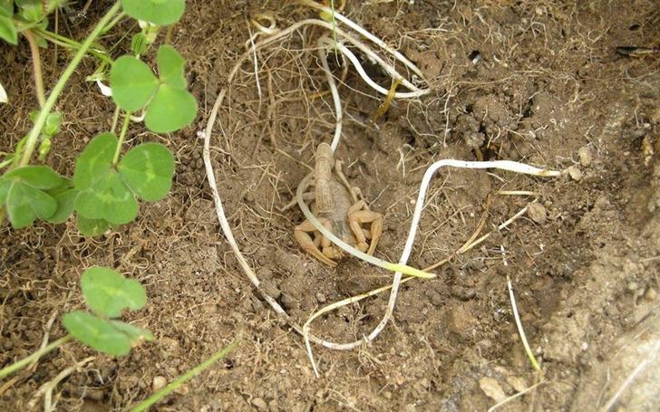 Akrep, kavanozda 37 yavru dünyaya getirdi G4