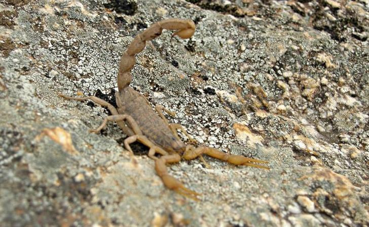 Akrep, kavanozda 37 yavru dünyaya getirdi G1