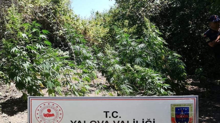 Yalova’da uyuşturucu operasyonu