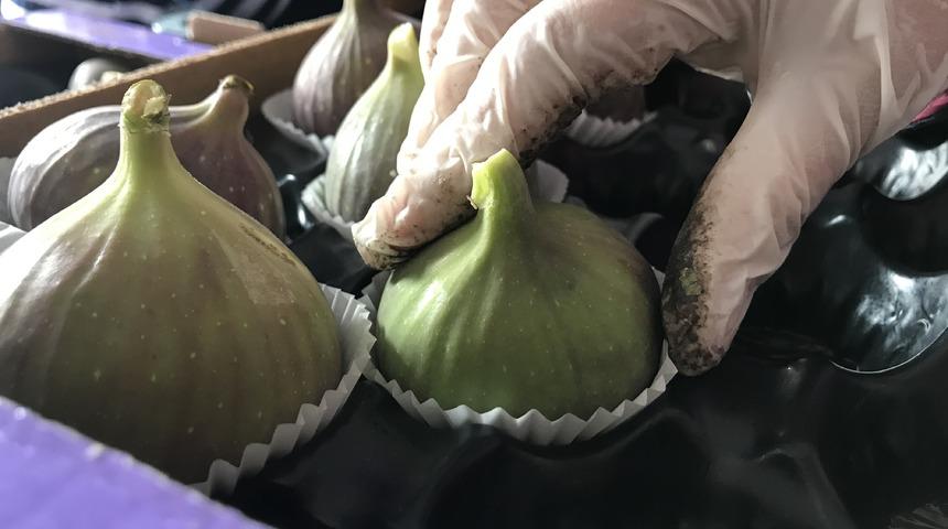 Bursa'da üretilen siyah incir üreticinin yüzünü güldürdü