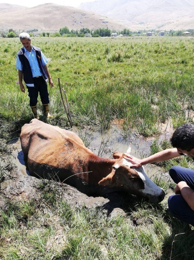 Çamura saplan inek itfaiye ekipleri tarafından kurtarıldı