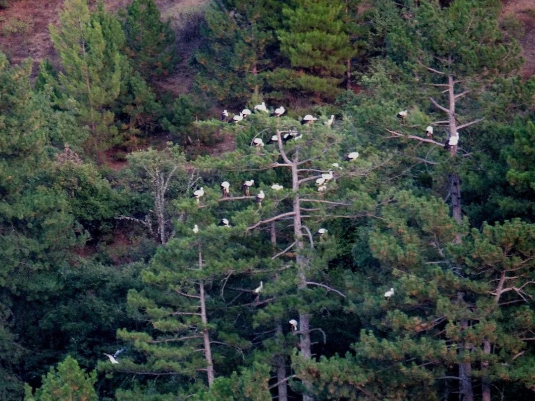 Leylekler i&ccedil;in elektrikler kesildi