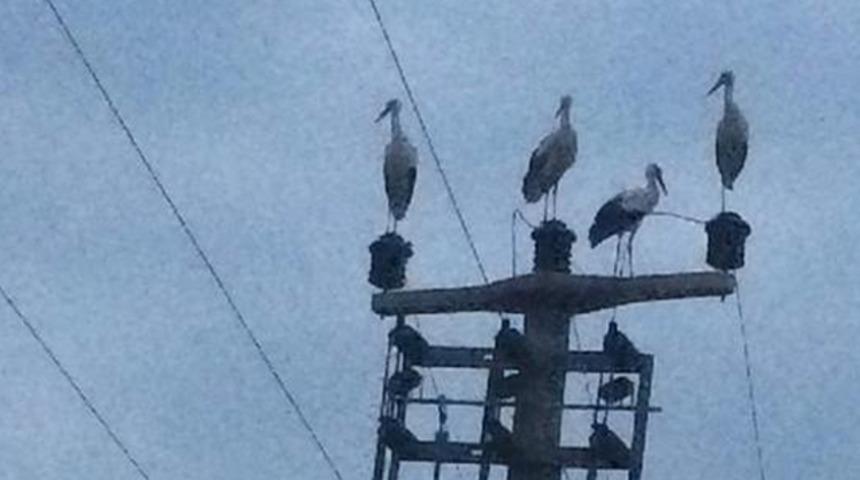 Bursa'da göç eden leylekler için elektrikler kesildi