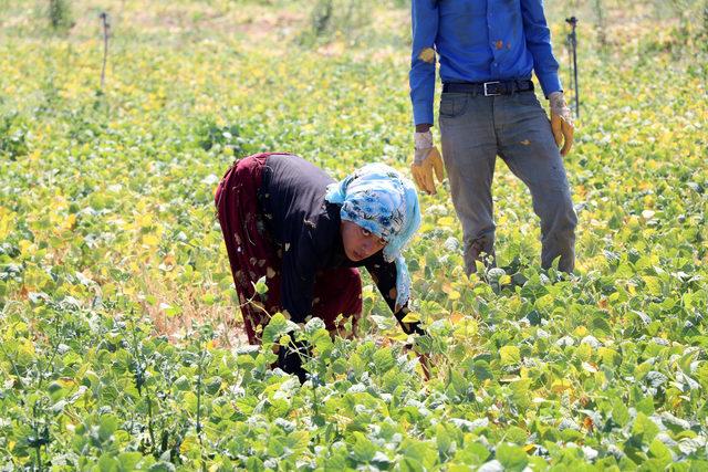 Niğde'de fasulye hasadı başladı