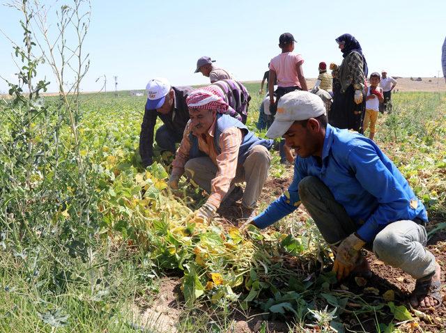 Niğde'de fasulye hasadı başladı