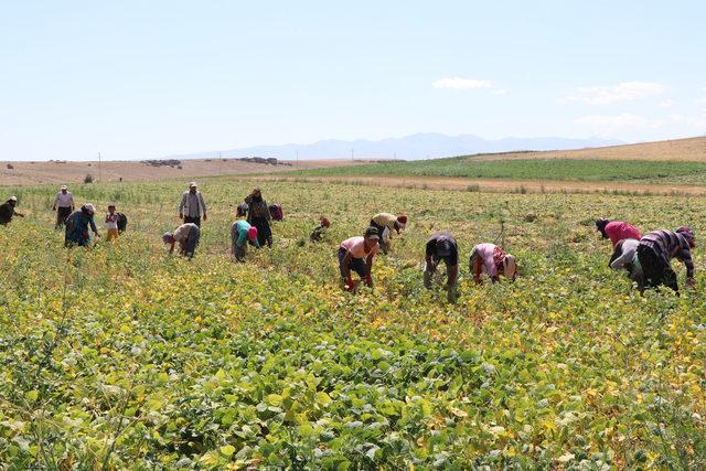 Niğde'de fasulye hasadı başladı