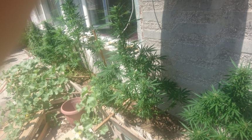 Evinin balkonunda hint keneviri yetiştiren şahıs g&ouml;zaltına alındı