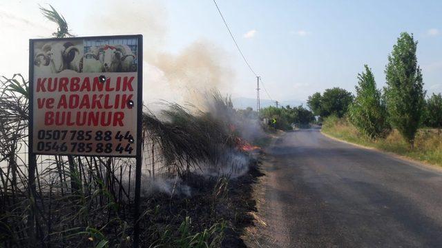 Burhaniye’de sazlık yangını