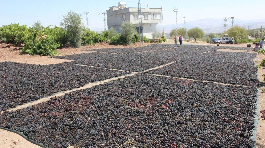 ‘Horoz karası’ cinsi üzüm kurutulmaya başlandı