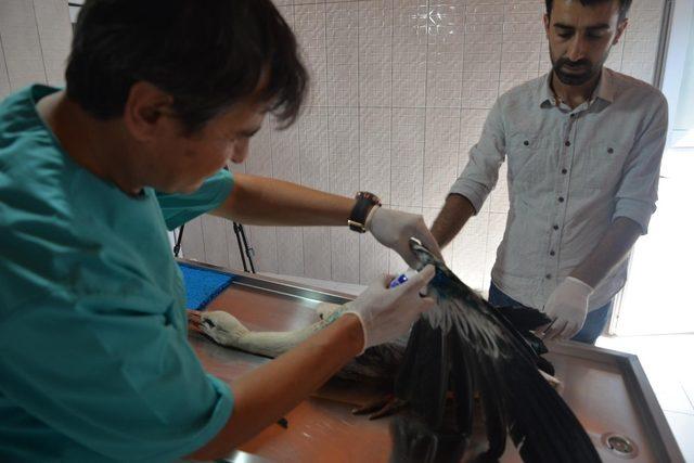 Bilecik’te son 8 ayda 420 köpek ile 150 kedi kısırlaştırıldı 1