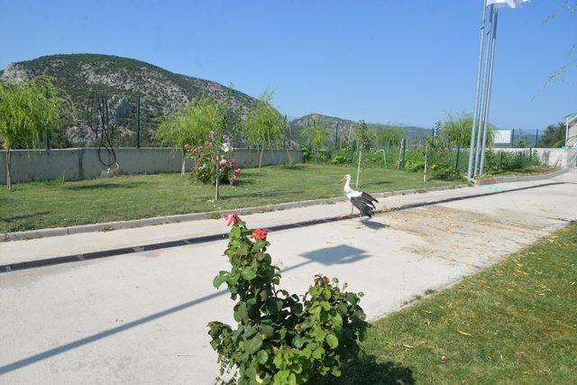 Bilecik’te son 8 ayda 420 köpek ile 150 kedi kısırlaştırıldı 2