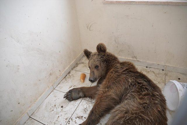 Bilecik’te son 8 ayda 420 köpek ile 150 kedi kısırlaştırıldı 3