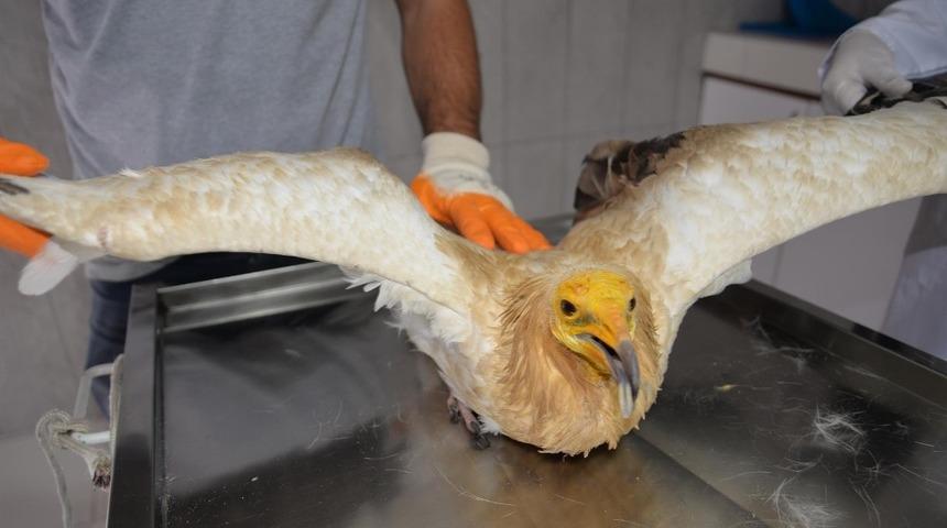 Bilecik&rsquo;te son 8 ayda 420 k&ouml;pek ile 150 kedi kısırlaştırıldı