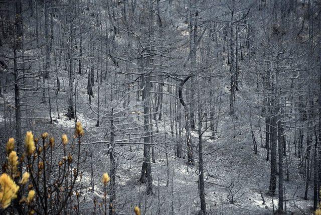 Eskişehir'de, yanan orman alanında hasar tespit çalışması