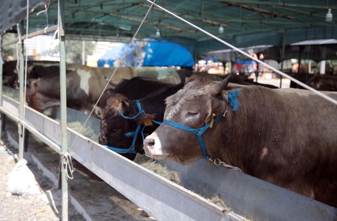 Kartal Belediyesi Kurban Bayramı hizmetleri ile g&ouml;z doldurdu