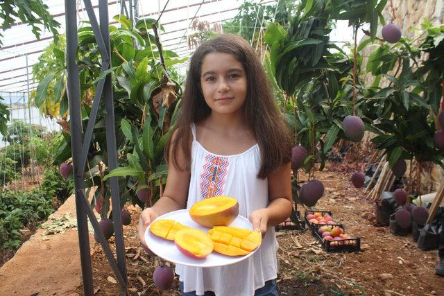 Gazipaşa'da mango hasadı