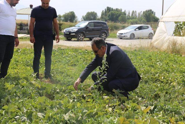 Gürpınar’da kavun hasadı